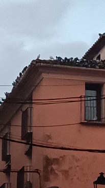 Cabanes inicia un plan para reducir el n�mero de palomas en el n�cleo urbano