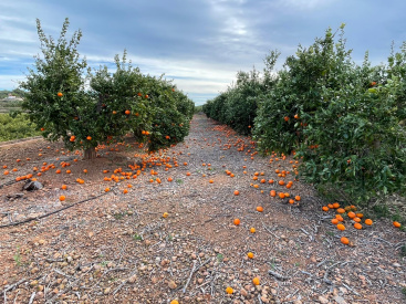 La Uni� Llauradora cifra en m�s de 26 millones las p�rdidas en el campo valenciano por temporales