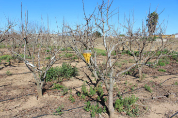 La UNIO denuncia irregularidad en la campa�a del caqui 2025/2026 y exige m�s herramientas para combatir las plagas