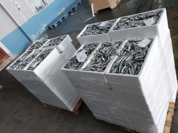 Inspectores de Pesca Mar�tima del Estado decomisan 760 kilos de sardina por talla inferior a la m�nima en el puerto de Burriana