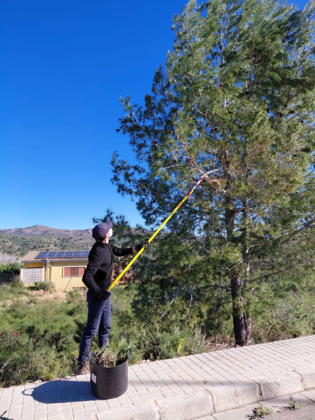 soneja-refuerza-el-control-de-la-procesionaria-del-pino-con-drones