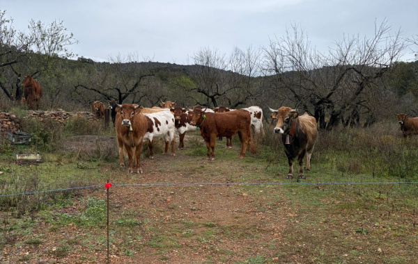 Soneja recupera el pastoreo tradicional en el Cuarto del Almaroz para mantener los montes limpios y seguros