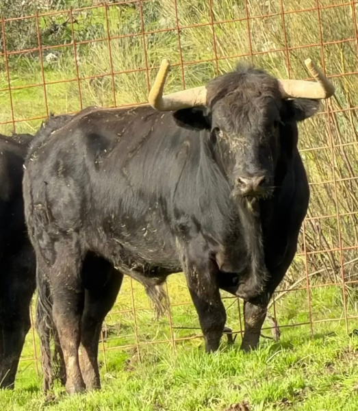 almassora-celebrara-el-encierro-de-toros-cerriles-de-santa-quiteria-con-la-ganaderia-carmen-valiente-el-16-de-mayo