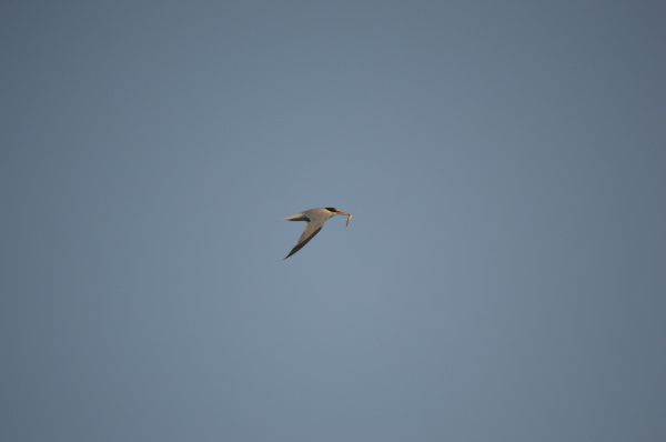 el-consorcio-del-millars-impulsa-tres-plataformas-flotantes-para-consolidar-la-colonia-de-cria-del-tarin-chico-en-las-gola-sud-del-millars