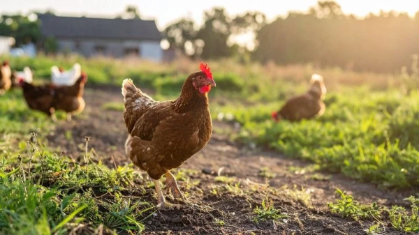 La Uni� Llauradora i Ramadera solicita ayudas extraordinarias de minimis para explotaciones av�colas afectadas por Newcastle en Vall d'Albaida