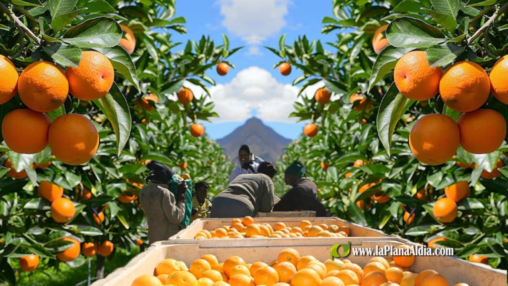 LA UNIO exige activar de inmediato la cl�usula de salvaguardia en el Acuerdo UE-SADC con Sud�frica para proteger al sector citr�cola