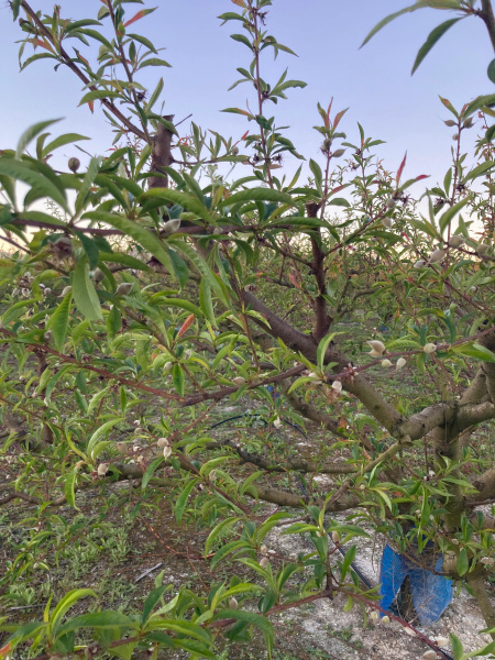 La Uni� Llauradora cifra en casi 4 millones de euros las p�rdidas por heladas en la Comunitat Valenciana