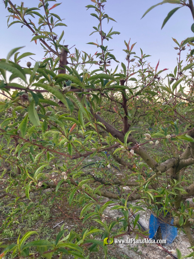 La Uni� Llauradora cifra en casi 4 millones de euros las p�rdidas por heladas en la Comunitat Valenciana