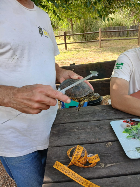 proyecto-emys-localiza-en-la-marjal-de-almenara-dos-tortugas-autoctonas-y-59-invasoras