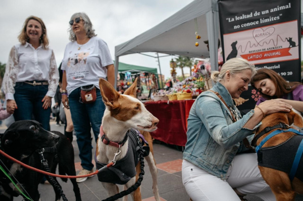 Castell�n abre el XI Festival de la Adopci�n y el VII JOC Fest con gran afluencia de p�blico