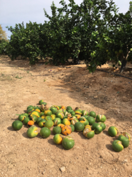 La UPV identifica un tratamiento con 2,4-D que reduce el rajado en naranjas y mandarinas