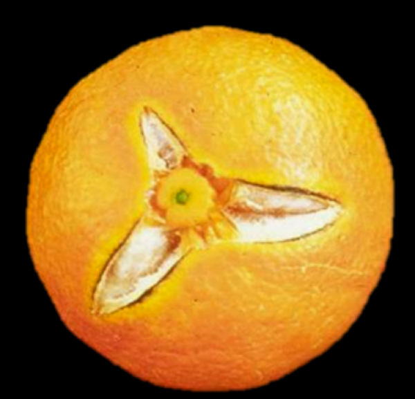 Fotografia /Galeria/2026/4/260926_169070/2_M1.jpg