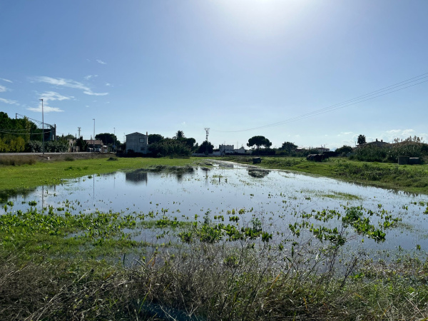 El PSPV reclama al Consell m�s dinero y coordinaci�n municipal para atajar los mosquitos en Castell�