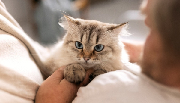 El ronroneo de los gatos valencianos impulsa el bienestar emocional: el 92% afirma sentirse mejor gracias al ronroneo, seg�n el III Bar�metro Felino de Sanicat