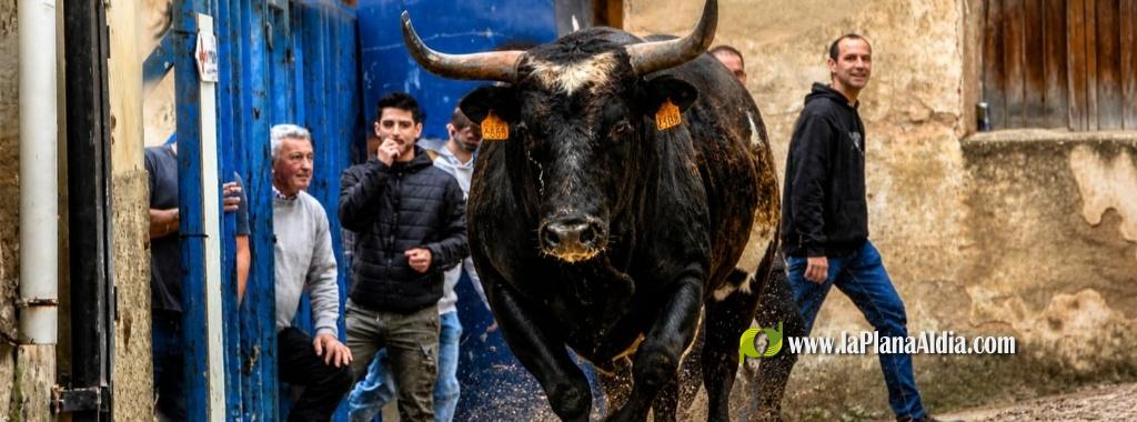 Recta Final de las Fiestas Patronales de La Foya de l'Alcalat?n