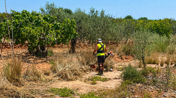 Betxí impulsa el empleo agrario con una inversión de 60.541,92 euros para este verano