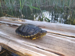 La quinzena edici� del Projecte Emys de l'Acci� Ecologista-Agr� conclou despr�s de censar 245 tortugues aut�ctones en 2025