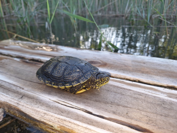 La decimoquinta edición del Proyecto Emys de Acción Ecologista-Agró concluye tras censar 245 tortugas autóctonas en 2025