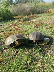 La quinzena edici� del Projecte Emys de l'Acci� Ecologista-Agr� conclou despr�s de censar 245 tortugues aut�ctones en 2025