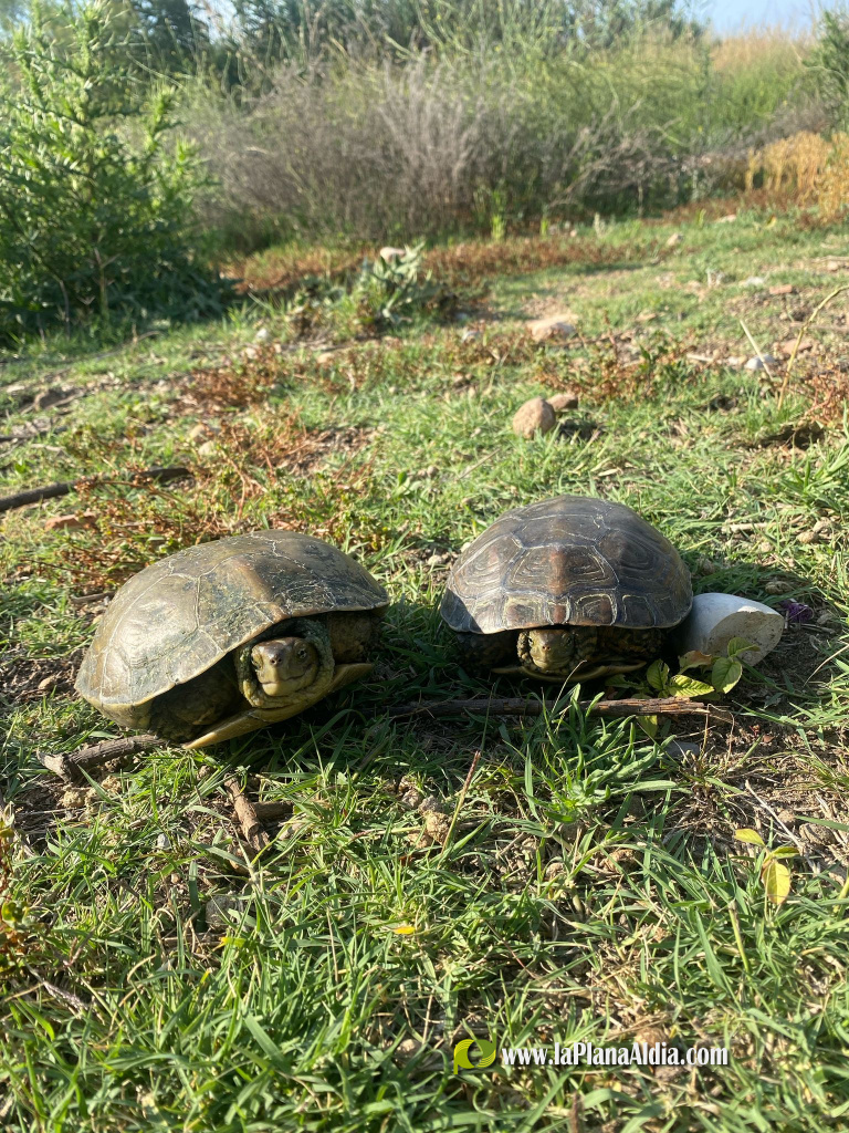 La quinzena edici� del Projecte Emys de l'Acci� Ecologista-Agr� conclou despr�s de censar 245 tortugues aut�ctones en 2025