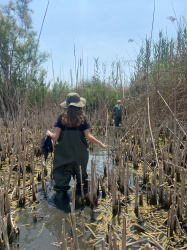 La quinzena edici� del Projecte Emys de l'Acci� Ecologista-Agr� conclou despr�s de censar 245 tortugues aut�ctones en 2025