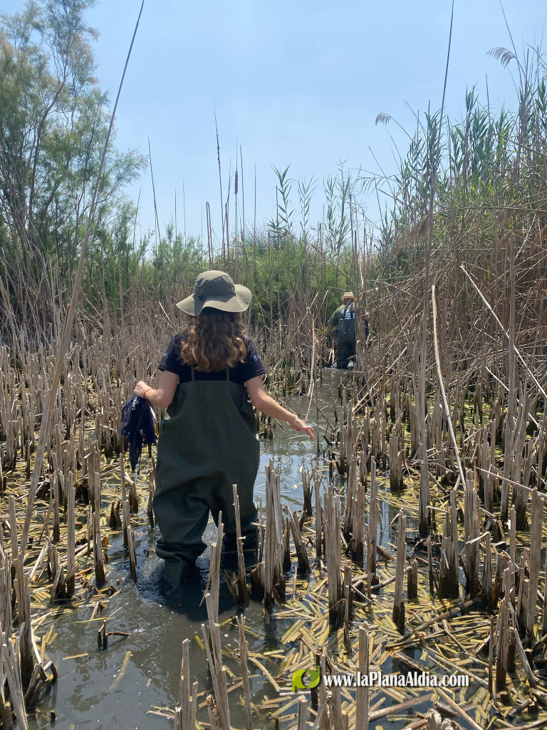 La quinzena edici� del Projecte Emys de l'Acci� Ecologista-Agr� conclou despr�s de censar 245 tortugues aut�ctones en 2025