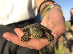 La quinzena edici� del Projecte Emys de l'Acci� Ecologista-Agr� conclou despr�s de censar 245 tortugues aut�ctones en 2025