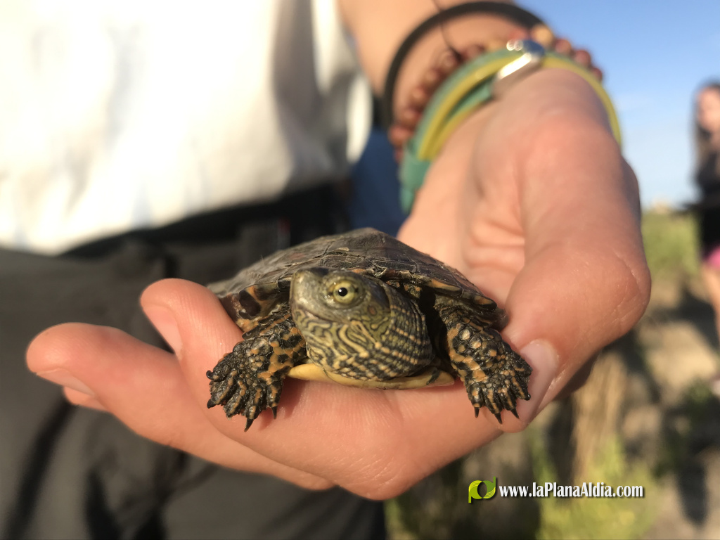 La quinzena edici� del Projecte Emys de l'Acci� Ecologista-Agr� conclou despr�s de censar 245 tortugues aut�ctones en 2025