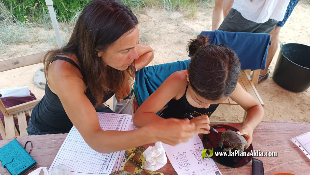 La quinzena edici� del Projecte Emys de l'Acci� Ecologista-Agr� conclou despr�s de censar 245 tortugues aut�ctones en 2025
