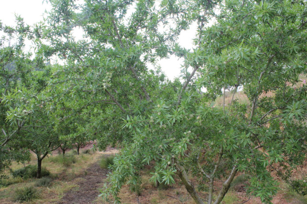 La Comunitat Valenciana espera una cosecha de almendra superior a 8.000 toneladas mientras crecen las preocupaciones por costes y por la competencia de EE.UU.