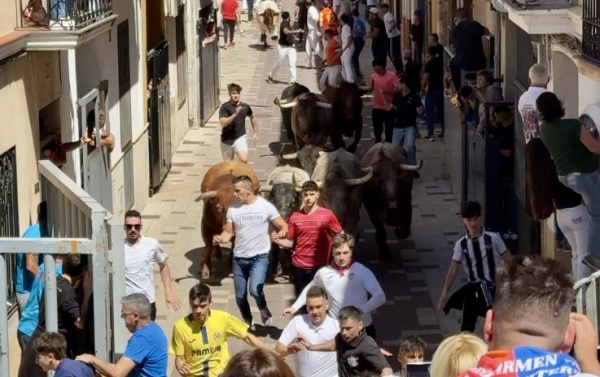 Almassora vibra con un multitudinario encierro de toros cerriles