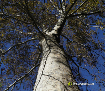 La Comunitat Valenciana triplica en 20 anys el catàleg d‟arbres monumentals fins a superar els 2.400 exemplars protegits
