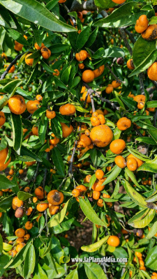 Un estudio del IVIA y el IBMCP-CSIC impulsa una estrategia biotecnológica para controlar el cotonet de Sudáfrica en cítricos
