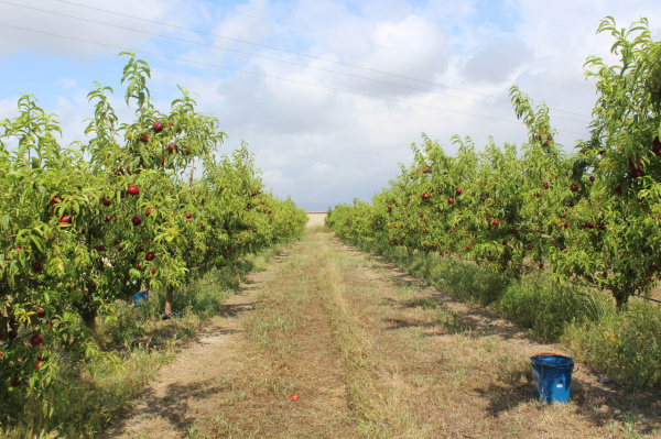 La UNIO denuncia que la subida de costes de producción lastra la campaña de fruta de verano en la Comunitat Valenciana