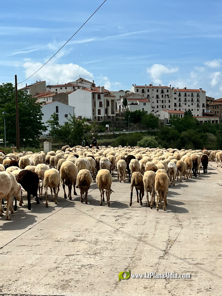 La trashumancia llega a Vistabella del Maestrat con cerca de 900 ovejas