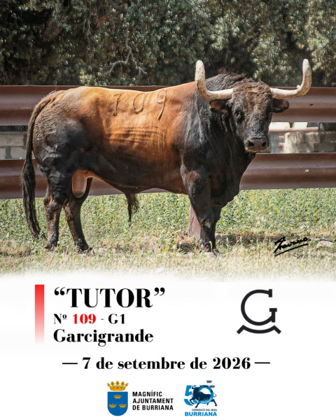 Burriana mostrará por primera vez un toro de Garcigrande con motivo del 50 aniversario de la Comisión del Toro