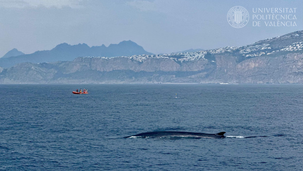 UPV y la Universidad de Sevilla impulsan MYSTICMED para proteger al rorcual común en el Mediterráneo