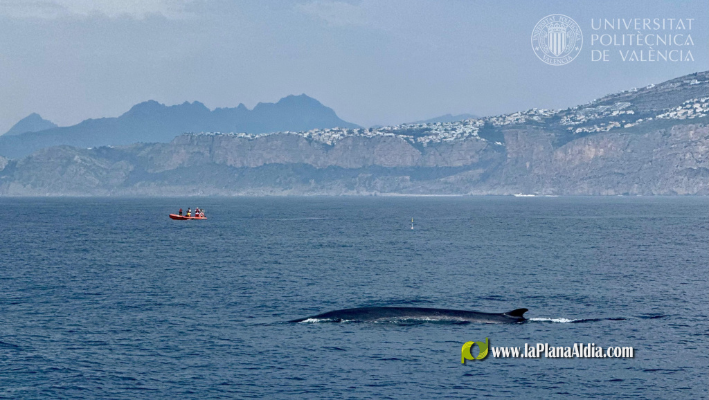 UPV y la Universidad de Sevilla impulsan MYSTICMED para proteger al rorcual común en el Mediterráneo