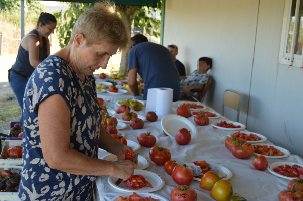 Huertos Urbanos de Vila-real acogen jornada de degustación de variedades tradicionales de tomate
