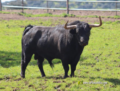 presentan-los-6-toros-del-encierro-de-cerriles-de-alcora-del-prestigioso-hierro-de-dominguez-camacho