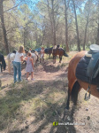 Numerosos caballos de la provincia en Alcora gracias al Club H�pic La Ferradura