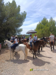 Numerosos caballos de la provincia en Alcora gracias al Club H�pic La Ferradura