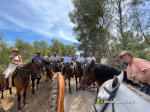 Numerosos caballos de la provincia en Alcora gracias al Club H�pic La Ferradura