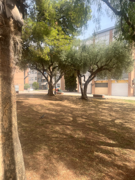 El PSPV propone a Begoña Carrasco un plan de acción para proteger el arbolado y las zonas verdes de Castelló ante el cambio climático