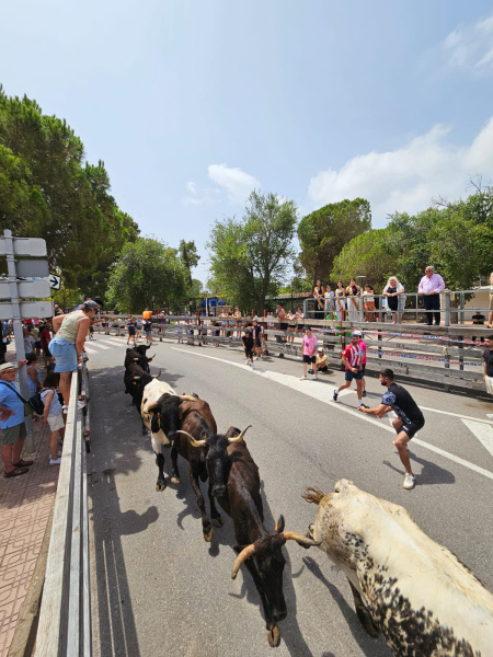 San Jaime 2026: empiezan los encierros taurinos al estilo oropesino en Oropesa del Mar