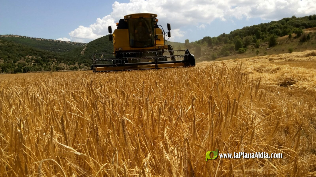La Unió Labradora solicita ayudas extraordinarias para compensar el 35% de las pérdidas de la cosecha de cereal en la Comunitat Valenciana