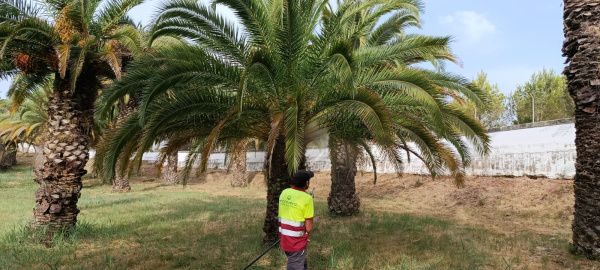 Segorbe reforça els tractaments contra el morrut vermell a L'Esperança