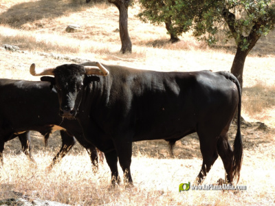 araya-la-pedania-con-el-mejor-cartel-taurino-de-fiestas
