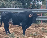 Araya: la pedan�a con el mejor Cartel Taurino de Fiestas
