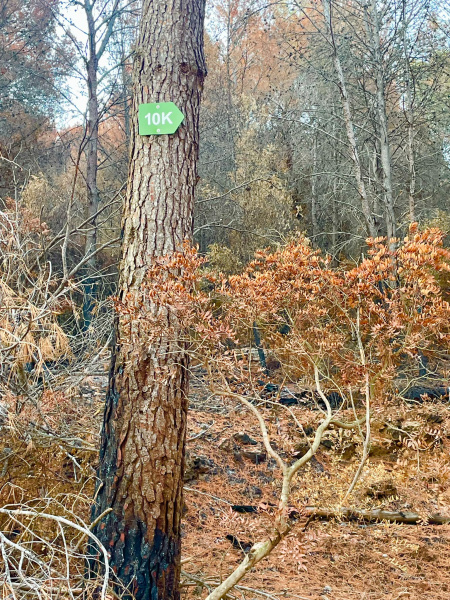 Betxí tramita ayudas para afrontar los daños del incendio en la Serra d'Espadà
